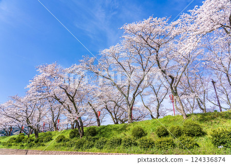 <Shimane Prefecture> Cherry blossom trees in full bloom along the Hii River bank <Shimane Prefecture> Cherry blossom trees in full bloom along the Hii River bank 124336874