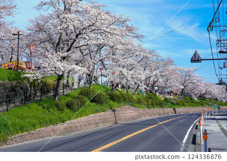 <Shimane Prefecture> Cherry blossom trees in full bloom along the Hii River bank 124336876
