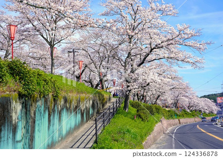 <Shimane Prefecture> Cherry blossom trees in full bloom along the Hii River bank <Shimane Prefecture> Cherry blossom trees in full bloom along the Hii River bank 124336878