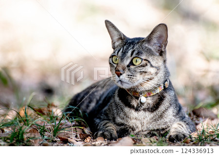 House cat with surprised eyes House cat with surprised eyes 124336913