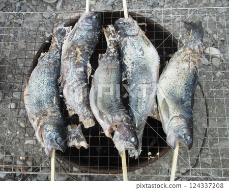A row of grilled rainbow trout at the campsite 124337208