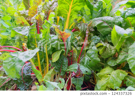 Beet growing in vegetable garden. Leaves of Mangold in farming. Beetroot. Growing plants at cottage farmland. Container gardening. Sunny. Beet growing in vegetable garden. Leaves of Mangold in farming. Beetroot. Growing plants at cottage farmland. Container gardening. Sunny. 124337326