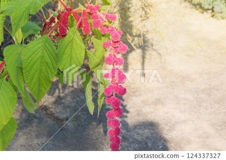 Amaranthus caudatus of violet color. Growing love-lies-bleeding in rustic garden. Gardening. Countryside garden. 124337327