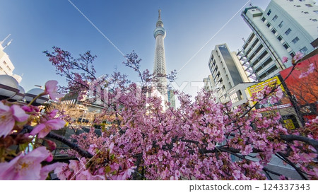 東京都：用球形相機拍攝的河津櫻花和天空樹 124337343