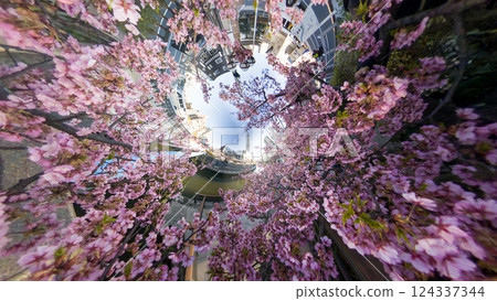 東京都：用球形相機拍攝的河津櫻花和天空樹 124337344