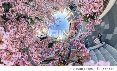 東京都：用球形相機拍攝的河津櫻花和天空樹 124337348