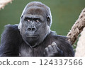 close-up of a black gorilla in a thoughtful attitude 124337566
