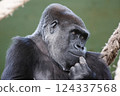 close-up of a black gorilla in a thoughtful attitude 124337568