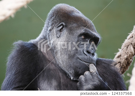 close-up of a black gorilla in a thoughtful attitude close-up of a black gorilla in a thoughtful attitude 124337568