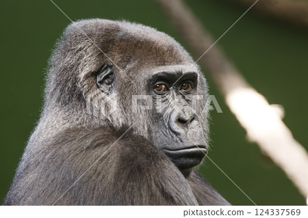 close-up of a black gorilla 124337569