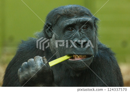 close-up of a gorilla eating close-up of a gorilla eating 124337570
