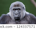 close-up of a black gorilla 124337571