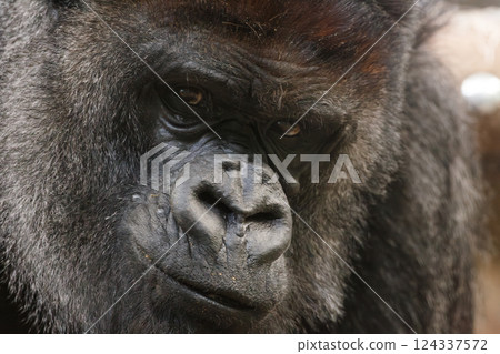 Close-up of a silverback gorilla in a thoughtful attitude Close-up of a silverback gorilla in a thoughtful attitude 124337572
