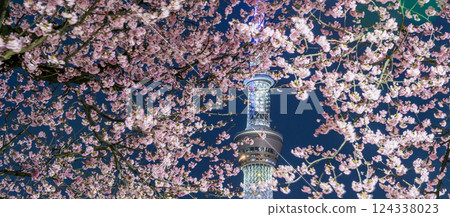 「東京」夜晚的櫻花和東京晴空塔、隅田公園 「東京」夜晚的櫻花和東京晴空塔、隅田公園 124338023