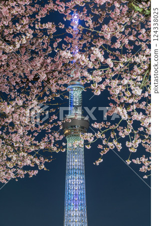 "Tokyo" Cherry blossoms at night and Tokyo Skytree, Sumida Park "Tokyo" Cherry blossoms at night and Tokyo Skytree, Sumida Park 124338025