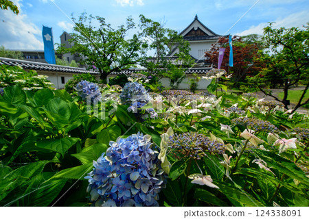 Kyoto: Hydrangeas blooming at Shoryuji Castle 124338091