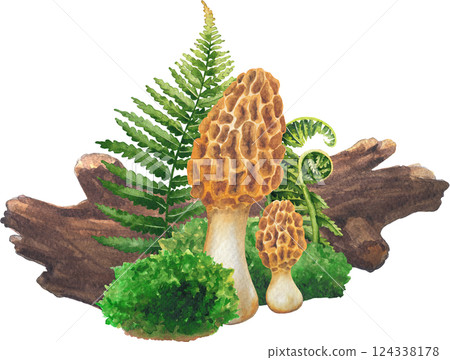 Realistic watercolor Yellow Morrel mushroom surrounded with a log, moss and fern leaves. Realistic watercolor Yellow Morrel mushroom surrounded with a log, moss and fern leaves. 124338178