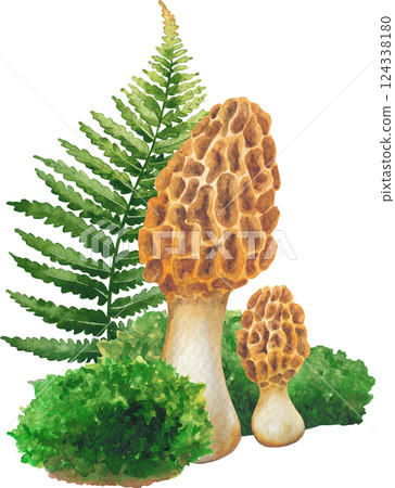 Realistic watercolor Yellow Morrel mushrooms surrounded with a moss and fern leaves, isolated on a black background 124338180