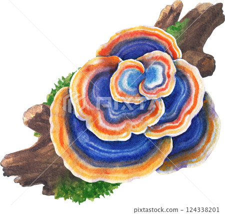 Realistic watercolor Turkey Tail mushroom growing on a mossy log, isolated on a white background 124338201