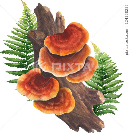 Realistic watercolor Reishi mushrooms grows from a log and decorated with fern leaves Realistic watercolor Reishi mushrooms grows from a log and decorated with fern leaves 124338235