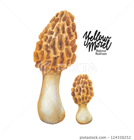 Realistic watercolor Yellow Morrel mushroom isolated on a white background 124338252