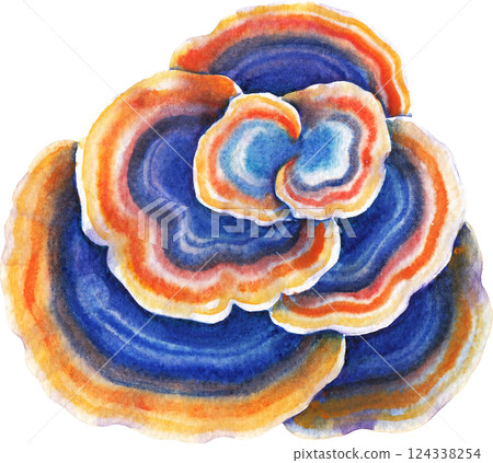 Realistic watercolor Turkey Tail mushroom isolated on a white background 124338254