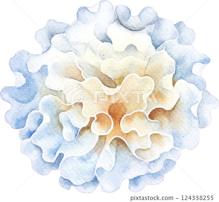 Realistic watercolor Snow Fungus mushroom isolated on a white background 124338255