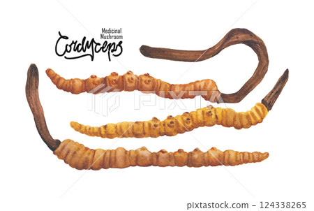 Realistic watercolor Cordyceps mushroom isolated on a white background 124338265