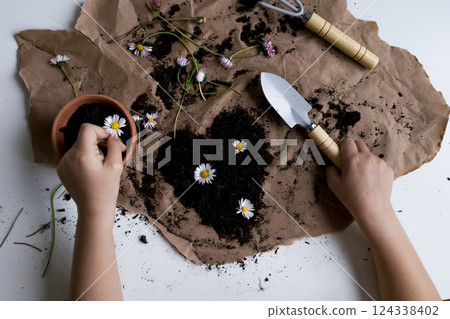 Hands planting daisies in soil on brown paper. Gardening and nature activity Hands planting daisies in soil on brown paper. Gardening and nature activity 124338402