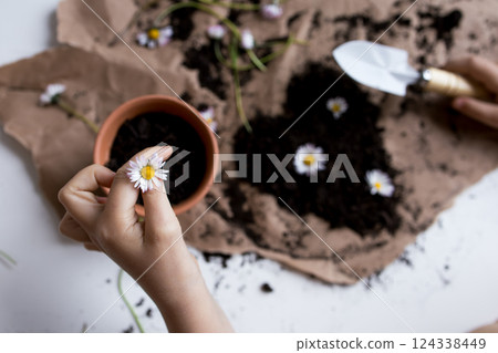 Female hands gardening with daisies and soil on brown paper background Female hands gardening with daisies and soil on brown paper background 124338449