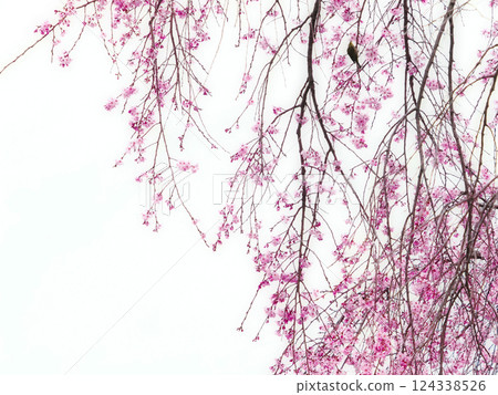 Beautiful pink weeping plum blossoms Beautiful pink weeping plum blossoms 124338526