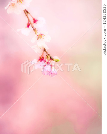 垂枝櫻花預示著春天的到來 垂枝櫻花預示著春天的到來 124338539