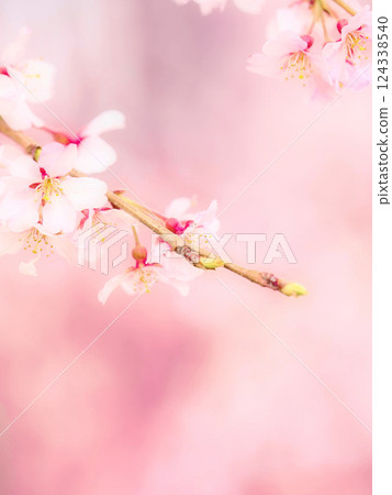 盛開的盛開的櫻花樹 盛開的盛開的櫻花樹 124338540