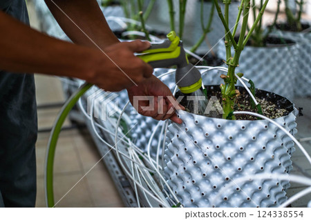 A laborant carefully waters cannabis plants located in a well-maintained greenhouse setting. A laborant carefully waters cannabis plants located in a well-maintained greenhouse setting. 124338554