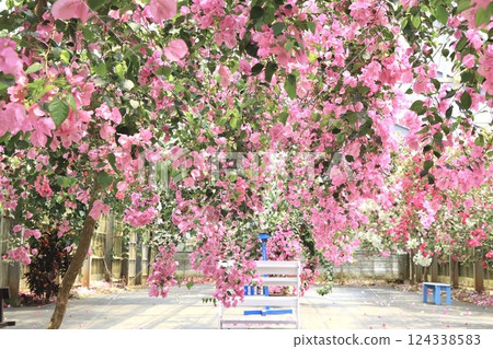 Bougainvillea Bougainvillea 124338583