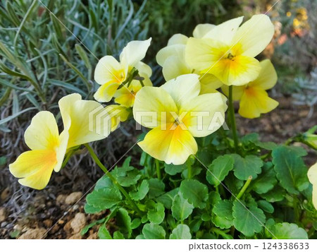 Pansy flowers Pansy flowers 124338633