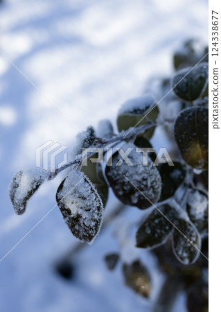 Leaves covered with snow and frost Leaves covered with snow and frost 124338677