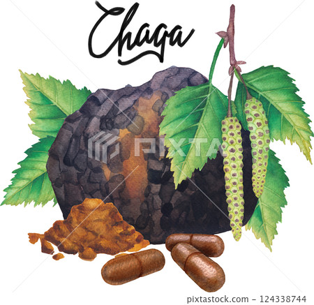 Realistic watercolor Chaga mushroom decorated with Birch leaves, catkins, pills and powder Realistic watercolor Chaga mushroom decorated with Birch leaves, catkins, pills and powder 124338744