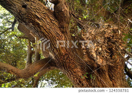 A large Sudajii tree next to the worship hall at Hikawa Shrine in Takibamuro, Konosu City, Saitama Prefecture 124338781