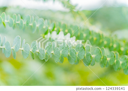 A tropical plant. 124339141