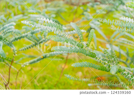 A tropical plant. A tropical plant. 124339160