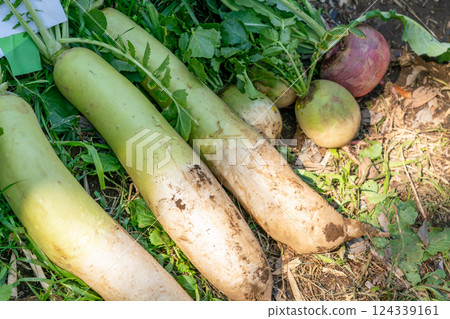 Harvested radish 124339161