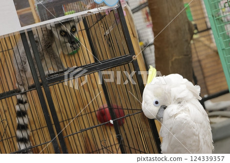 Lemurs and Sulphur-crested Cockatoos 124339357