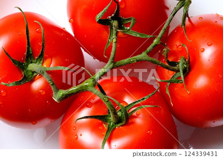 Tomatoes on a branch with drops Tomatoes on a branch with drops 124339431