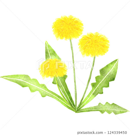 Watercolor dandelion illustration 124339450