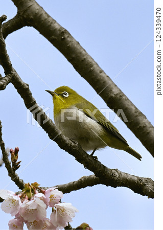 櫻花和mezzo 櫻花和mezzo 124339470