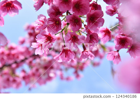 Beautiful pink cherry blossoms Beautiful pink cherry blossoms 124340186