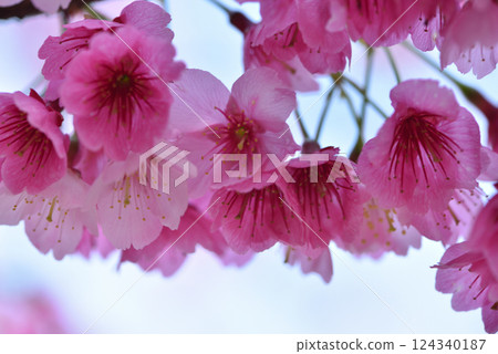Beautiful pink cherry blossoms Beautiful pink cherry blossoms 124340187