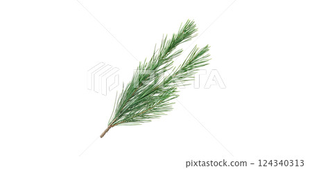 Pine Branch. Nature And Botanical Elements For Design Isolated On Transparent Background 124340313