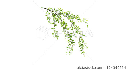 Greenery Branch With Fresh Leaves. Nature And Botanical Design Element Isolated On Transparent Background 124340314